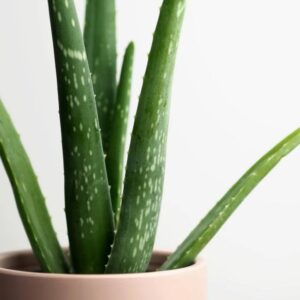 Aloe