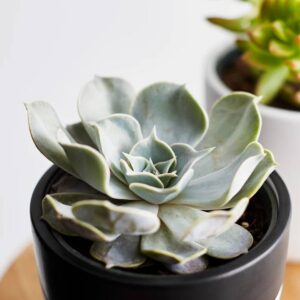 Echeveria Succulent